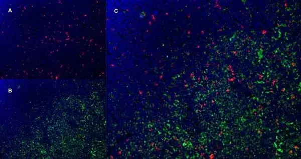 Anti Rat CD172a Antibody, clone OX-41 gallery image 3