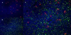 Anti Rat CD172a Antibody, clone OX-41 gallery image 4