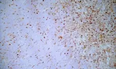 Anti Rat CD172a Antibody, clone OX-41 gallery image 5