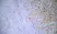 Anti Rat CD172a Antibody, clone OX-41 thumbnail image 5