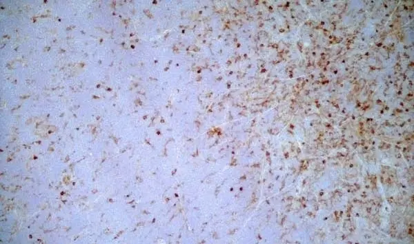 Anti Rat CD172a Antibody, clone OX-41 gallery image 5