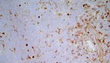 Anti Rat CD172a Antibody, clone OX-41 gallery image 6