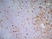 Anti Rat CD172a Antibody, clone OX-41 thumbnail image 6