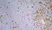 Anti Rat CD172a Antibody, clone OX-41 thumbnail image 6