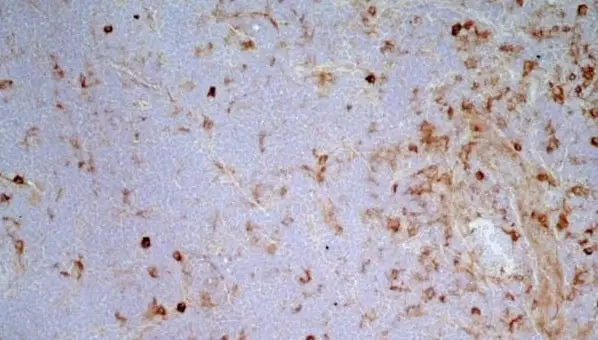 Anti Rat CD172a Antibody, clone OX-41 gallery image 6