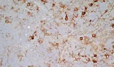 Anti Rat CD172a Antibody, clone OX-41 gallery image 7