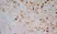 Anti Rat CD172a Antibody, clone OX-41 thumbnail image 7