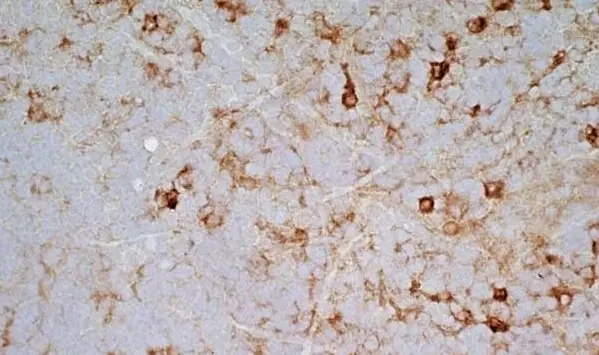 Anti Rat CD172a Antibody, clone OX-41 gallery image 7