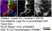 Anti Rat CD2 Antibody, clone OX-34 thumbnail image 10
