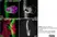 Anti Rat CD2 Antibody, clone OX-34 thumbnail image 4