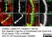 Anti Rat CD2 Antibody, clone OX-34 thumbnail image 8