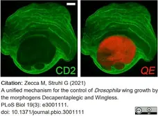 Anti Rat CD2 Antibody, clone OX-34 gallery image 9