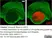 Anti Rat CD2 Antibody, clone OX-34 thumbnail image 9