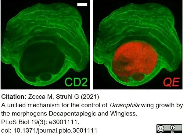Anti Rat CD2 Antibody, clone OX-34 gallery image 9