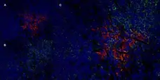 Anti Rat CD25 Antibody, clone OX-39 gallery image 10