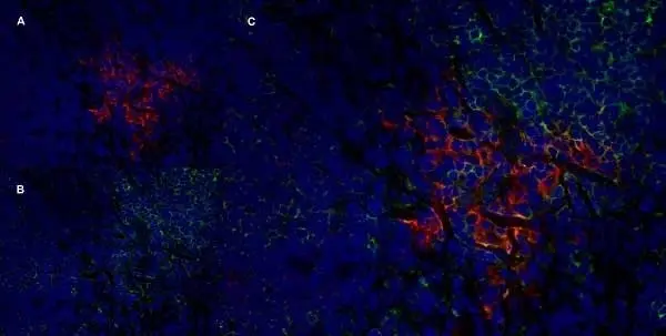 Anti Rat CD25 Antibody, clone OX-39 gallery image 10