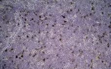 Anti Rat CD25 Antibody, clone OX-39 gallery image 6