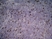 Anti Rat CD25 Antibody, clone OX-39 thumbnail image 6