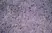 Anti Rat CD25 Antibody, clone OX-39 thumbnail image 6