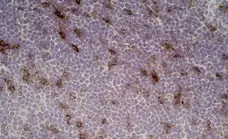 Anti Rat CD25 Antibody, clone OX-39 gallery image 7
