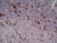 Anti Rat CD25 Antibody, clone OX-39 thumbnail image 7