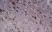 Anti Rat CD25 Antibody, clone OX-39 thumbnail image 7