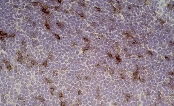 Anti Rat CD25 Antibody, clone OX-39 gallery image 7