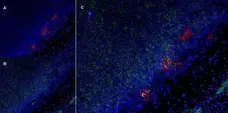 Anti Rat CD25 Antibody, clone OX-39 gallery image 9