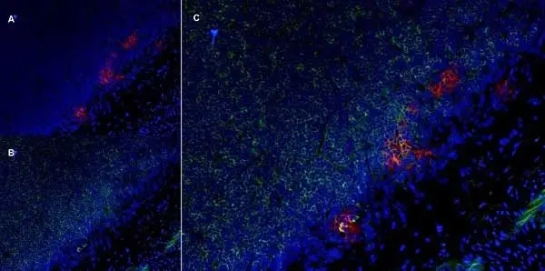 Anti Rat CD25 Antibody, clone OX-39 gallery image 9