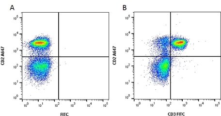 Anti Rat CD3 Antibody, clone 1F4 | Bio-Rad