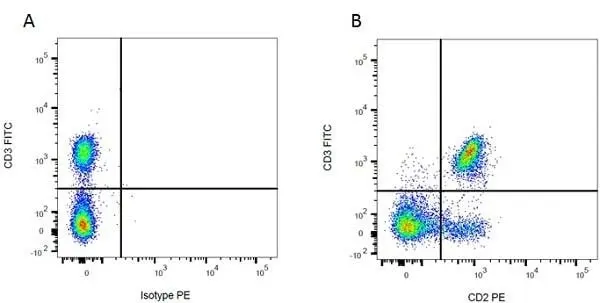 Anti Rat CD3 Antibody, clone 1F4 gallery image 3