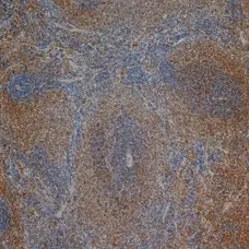 Anti Rat CD3 Antibody, clone 1F4 gallery image 7