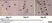 Anti Rat CD3 Antibody, clone 1F4 thumbnail image 9