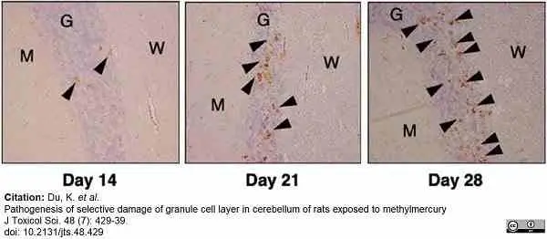 Anti Rat CD3 Antibody, clone 1F4 | Bio-Rad