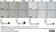 Anti Rat CD31 Antibody, clone TLD-3A12 gallery image 10