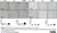 Anti Rat CD31 Antibody, clone TLD-3A12 thumbnail image 10