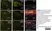 Anti Rat CD31 Antibody, clone TLD-3A12 thumbnail image 11