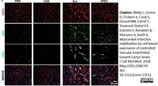 Anti Rat CD31 Antibody, clone TLD-3A12 gallery image 12