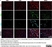 Anti Rat CD31 Antibody, clone TLD-3A12 thumbnail image 12