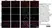 Anti Rat CD31 Antibody, clone TLD-3A12 thumbnail image 12