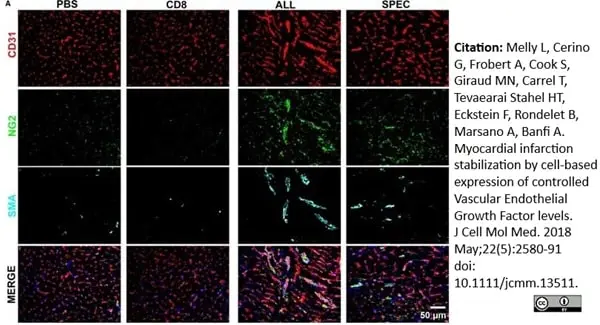 Anti Rat CD31 Antibody, clone TLD-3A12 gallery image 12