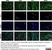 Anti Rat CD31 Antibody, clone TLD-3A12 thumbnail image 13