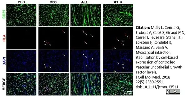 Anti Rat CD31 Antibody, clone TLD-3A12 gallery image 13