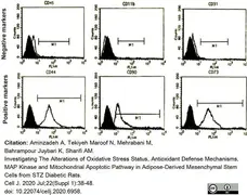 Anti Rat CD31 Antibody, clone TLD-3A12 gallery image 14