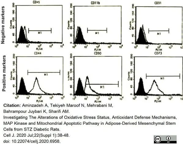 Anti Rat CD31 Antibody, clone TLD-3A12 gallery image 14