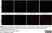 Anti Rat CD31 Antibody, clone TLD-3A12 thumbnail image 15