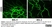 Anti Rat CD31 Antibody, clone TLD-3A12 thumbnail image 16