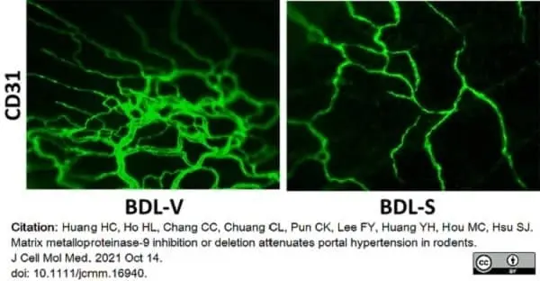 Anti Rat CD31 Antibody, clone TLD-3A12 gallery image 16