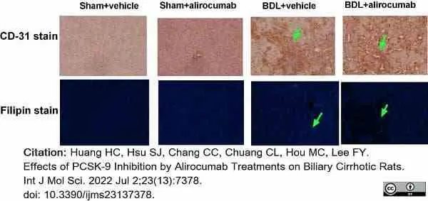 Anti Rat CD31 Antibody, clone TLD-3A12 gallery image 17