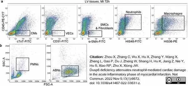 Anti Rat CD31 Antibody, clone TLD-3A12 gallery image 18